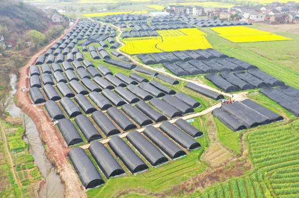 湖南衡陽縣三馬新村：羊肚菌撐起村民“致富傘”